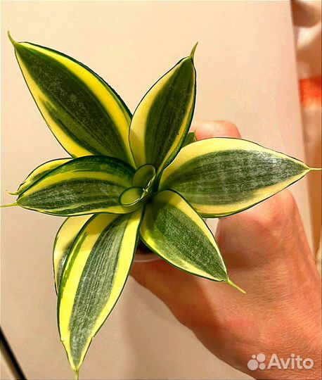 Сансевиерия сортовая