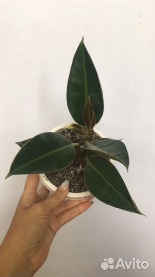Фикусы подросшие