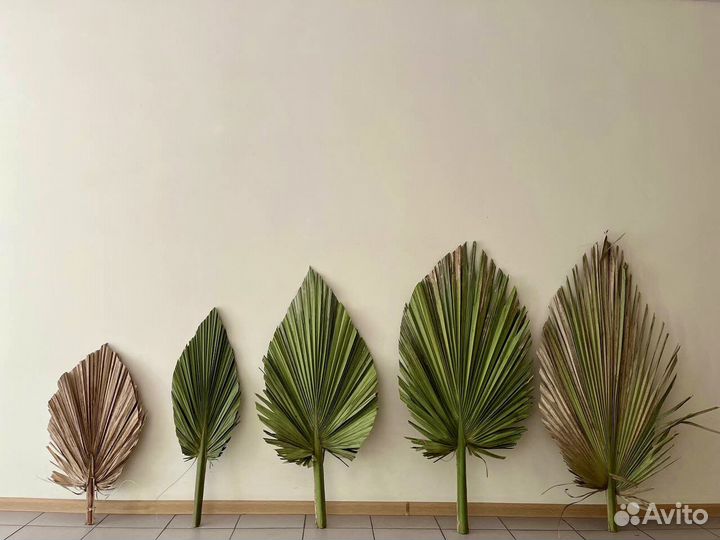 Пальмовые листья