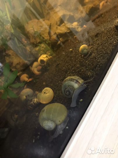 Улитки ампулярии