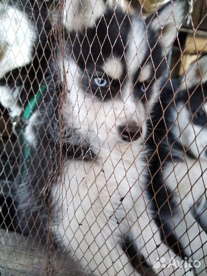 Щенки сибирской хаски