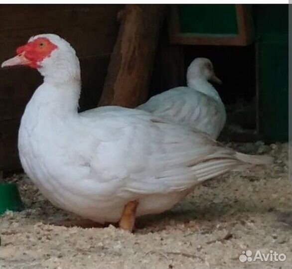 Индоутки тяжелой линии