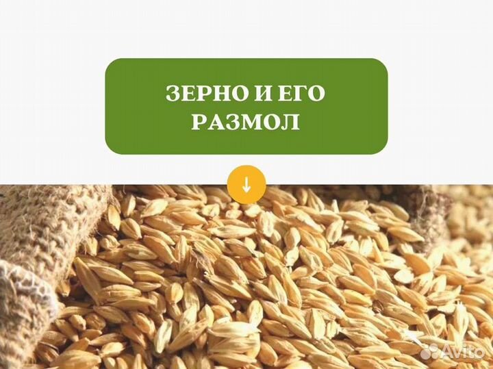 Пшеница Зерно (кг)