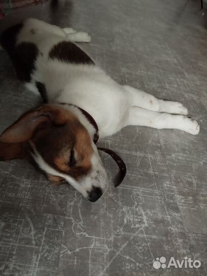 Помесь Джека Рассела и дворняжки