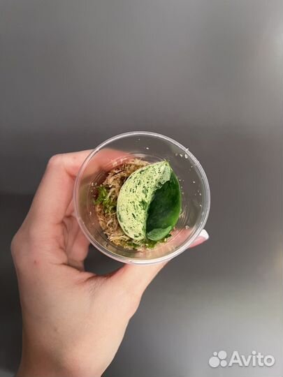 Сциндапсус Salaka Marble