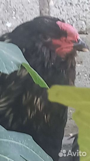 Гергебильские куры