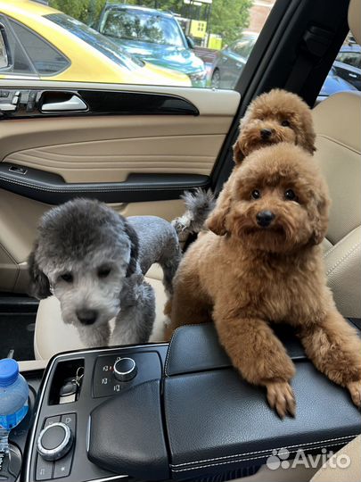 Щенки Той пудель/мелкая миниатюра ред braun
