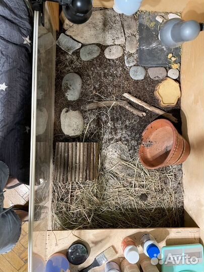 Черепаха сухопутная с террариумом