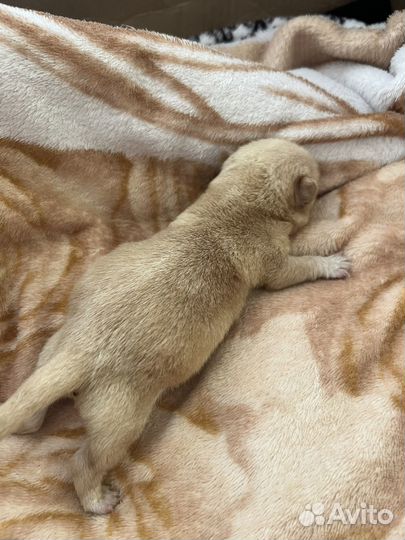 Щенки чихуахуа