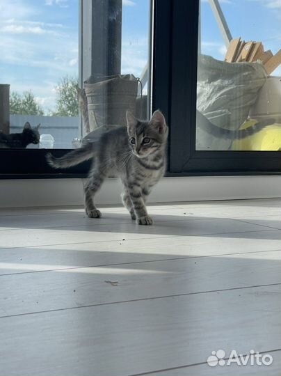 Котята в добрые руки бесплатно