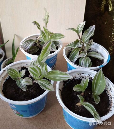 Традесканция