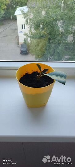 Фикус каучуконосный