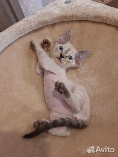 Девон-рекс мальчик