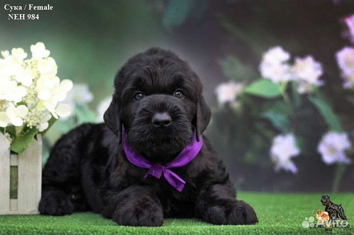 Щенок Русского Чёрного Терьера