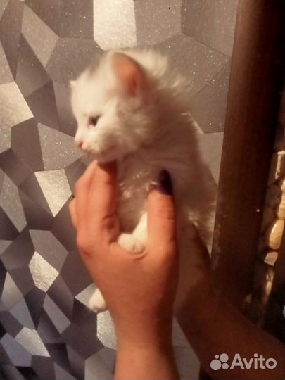 Отдам котят