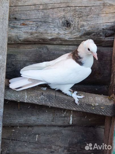 Армянские голуби