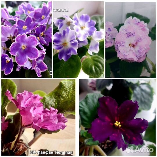 Фиалка набором