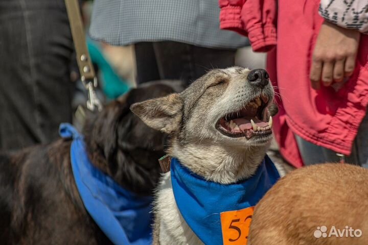 Тельма в поисках дома