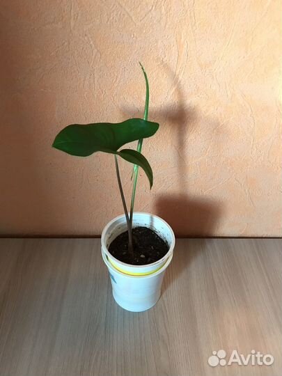 Сингониумы баттерфляй вайт, ножколистный