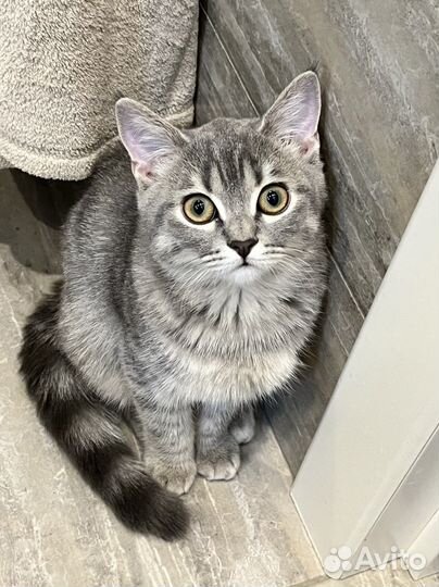 Шотландская кошка