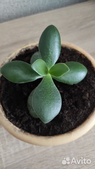 Крассула, толстянка, денежное дерево