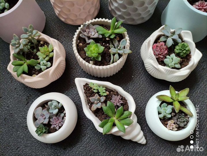 Суккуленты