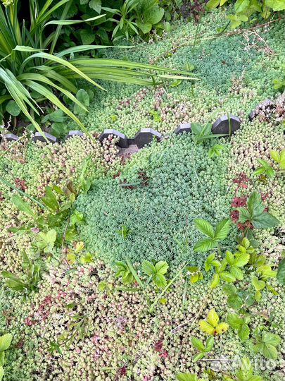 Неприхотливые очитки почвопокровные