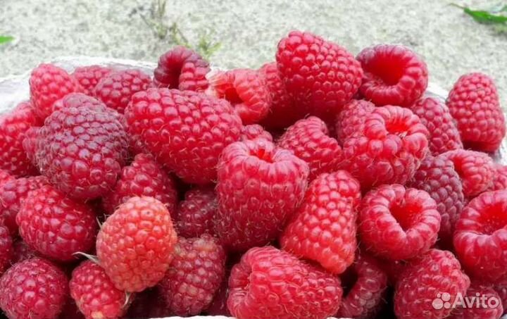 Саженцы малины