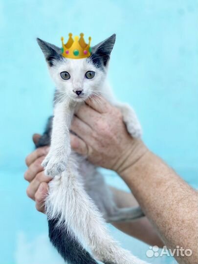 Потешный котёнок (девочка)