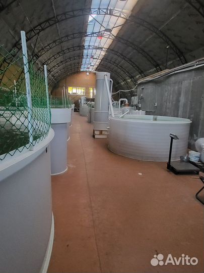 Рыба, креветки,паштет, икра, краб, гребешок