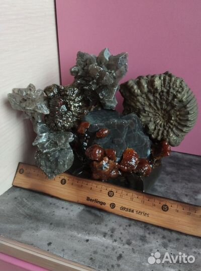 Окаменелости аммониты