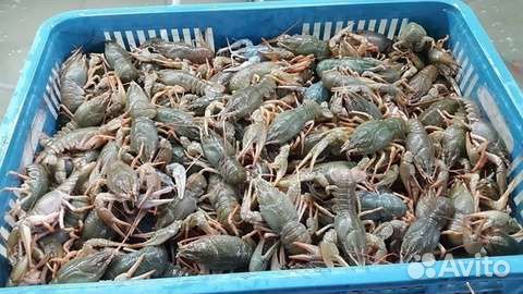 Живые раки. Краб Камчатский