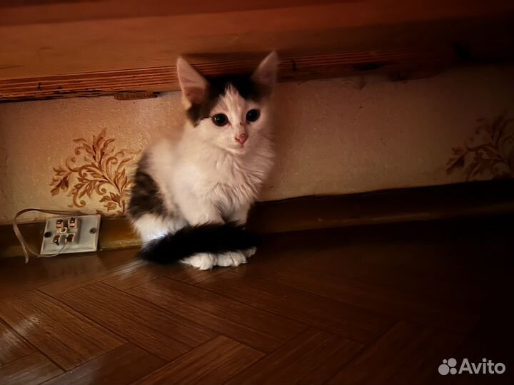 Котенок