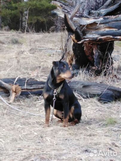 Щенки ягдтерьер