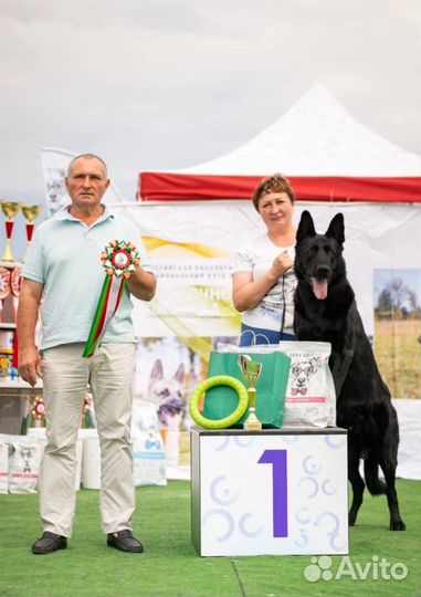 Домашние животные собаки