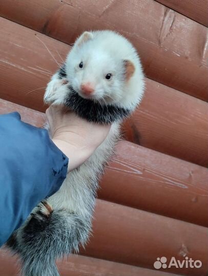 Хорек. Эксклюзив. Экзот. Доставка