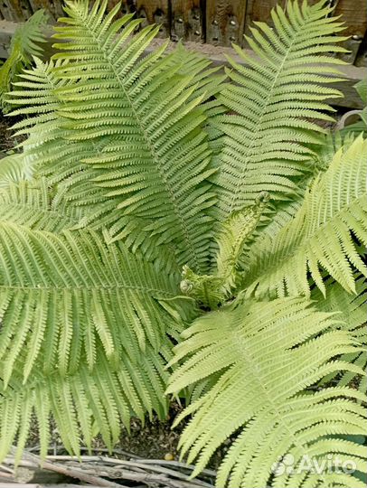 Цветы для сада