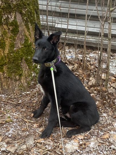 Щенок мальчик