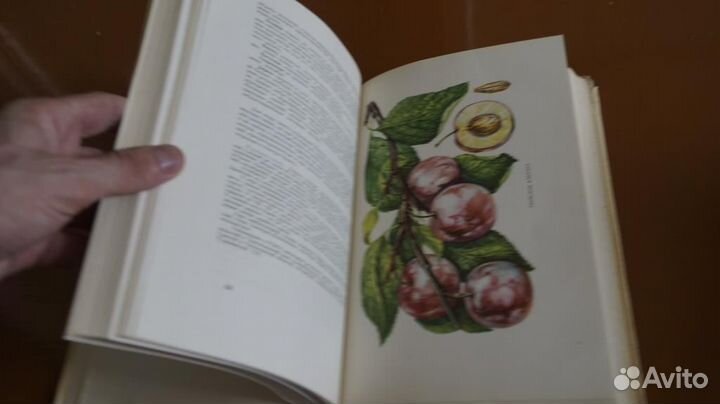 Симиренко Л.П. Помология. Том 3. Косточковые пород