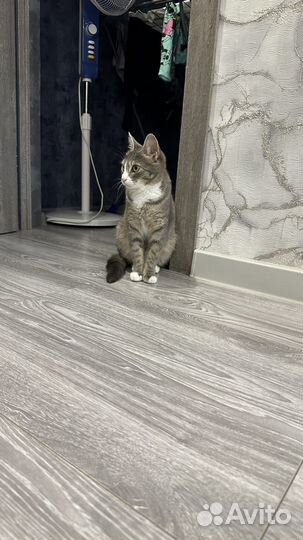 Отдам в добрые руки