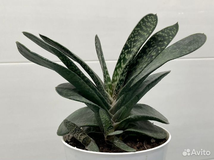 Хавортия. Гастерия