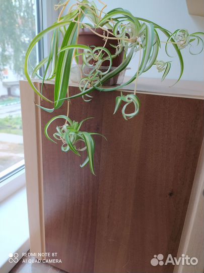 Клеродендрум томпсона, хлорофитум кудрявый