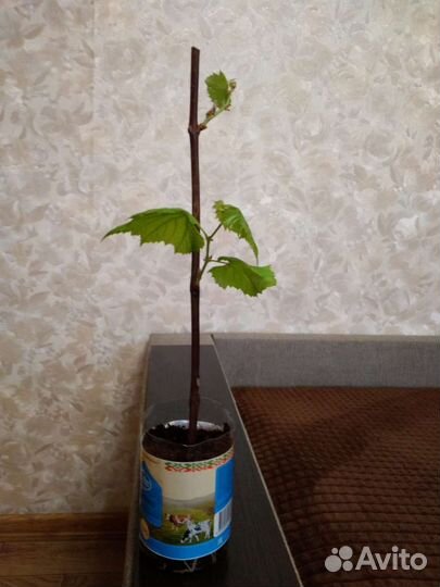 Саженцы винограда