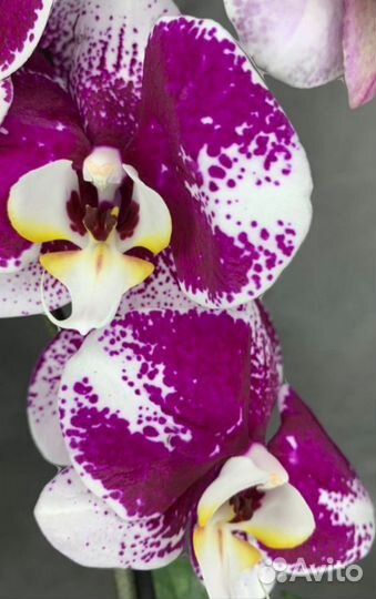 Орхидея фаленопсис отцветшие