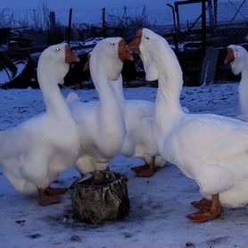 Холмогорские гуси