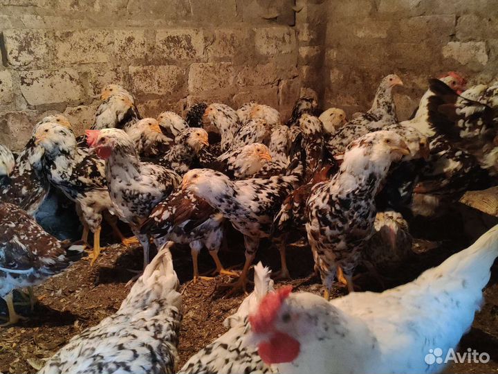 Куры петушки 3мес Орловская