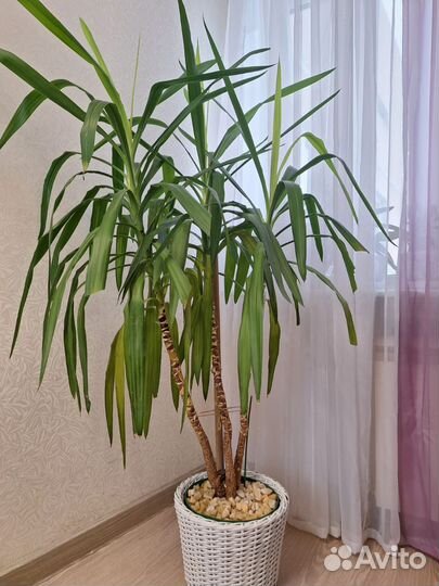 Пальма юкка