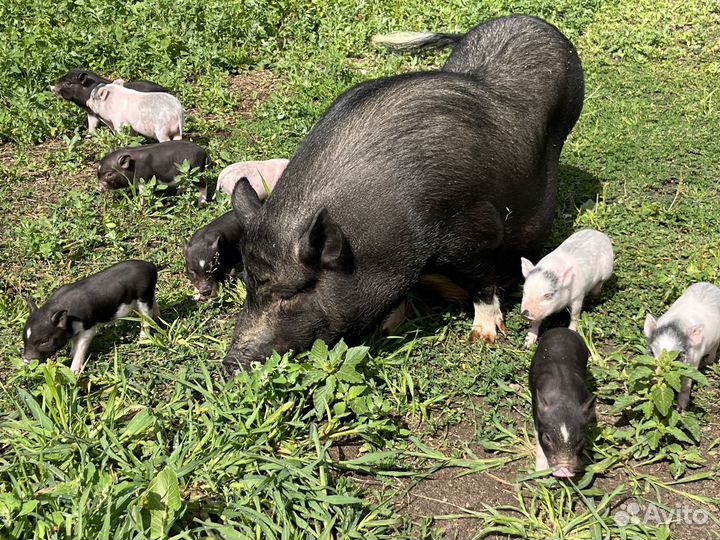 Вьетнамские вислобрюхие поросята