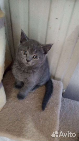 Шотландские котята