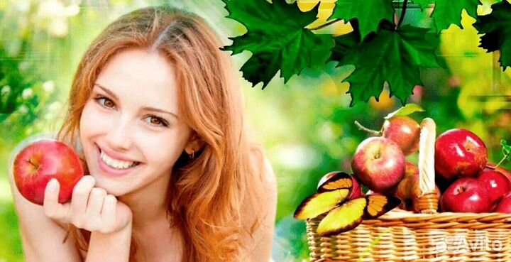 Работник по сборке яблок в саду